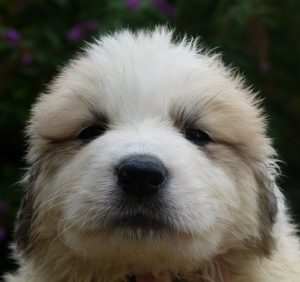 Pyreneese berghond pup