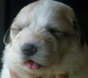 Pyreneese Berghond pup