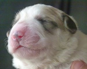 Pyreneese Berghond pup