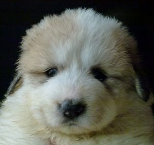 Pyreneese Berghond pup