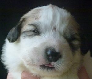 Pyreneese Berghond pup