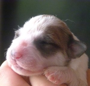 Pyreneese Berghond pup