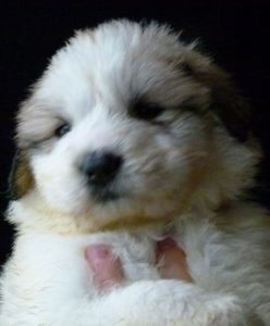 Pyreneese Berghond pup