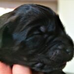 Leonberger