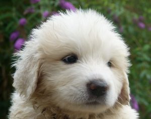 Pyreneese berghond pup