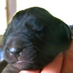 Leonberger