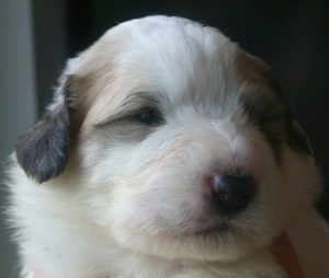 Pyreneese Berghond pup