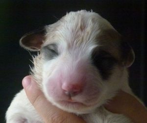 Pyreneese Berghond pup