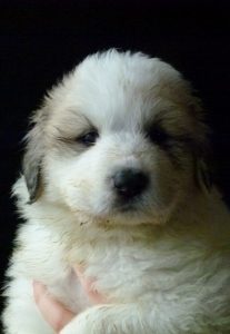 Pyreneese Berghond pup