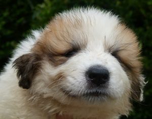 Pyreneese berghond pup