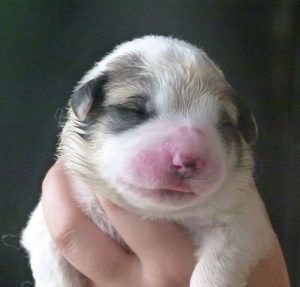 Pyreneese Berghond pup