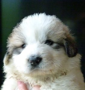 Pyreneese Berghond pup