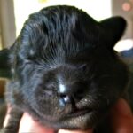 Leonberger
