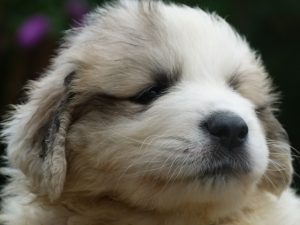 Pyreneese berghond pup