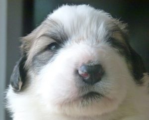 Pyreneese Berghond pup