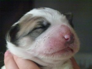 Pyreneese Berghond pup