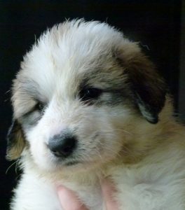 Pyreneese Berghond pup