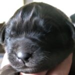 Leonberger