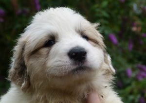 Pyreneese berghond pup