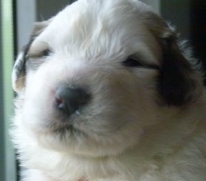 Pyreneese Berghond pup