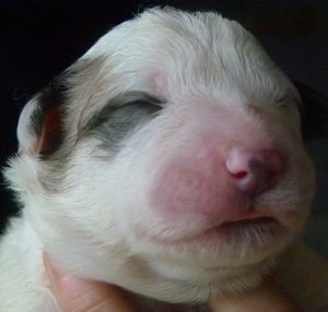 Pyreneese Berghond pup