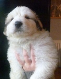 Pyreneese Berghond pup