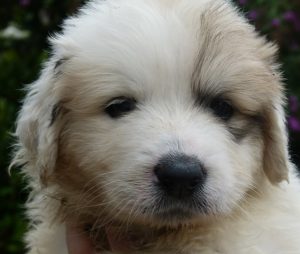 Pyreneese berghond pup