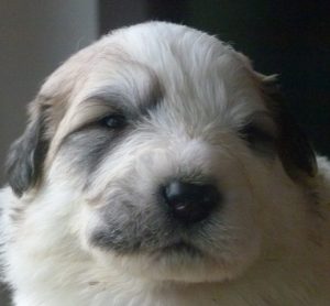 Pyreneese Berghond pup