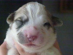 Pyreneese Berghond pup