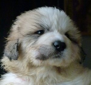 Pyreneese Berghond pup