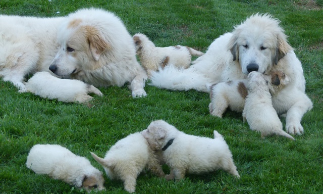 Pyreneese berghond